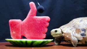 Можно ли давать черепахам арбуз
