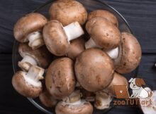 Можно ли хомякам есть грибы
