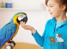 Могут ли птицы болеть аутизмом