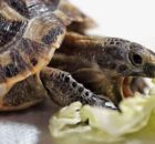 Можно ли давать черепахе капусту