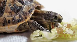 Можно ли давать черепахе капусту
