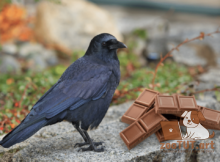 Можно ли птицам есть шоколад