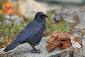 Можно ли птицам есть шоколад