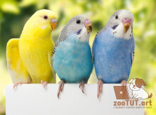Как часто линяют волнистые попугайчики?