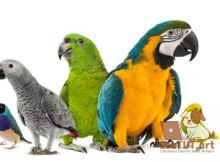 Все ли попугаи едят одну и ту же пищу