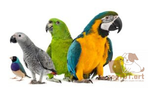 Все ли попугаи едят одну и ту же пищу
