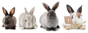 Могут ли кролики заразиться простудой от человека