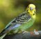 Может ли волнистый попугайчик умереть от одиночества