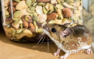 Что едят домашние мыши?