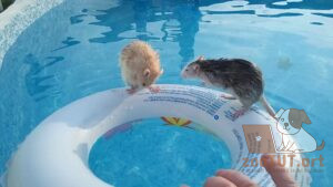 Могут ли крысы плавать