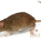 Почему у крысы длинный хвост