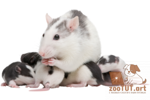 Как размножаются крысы