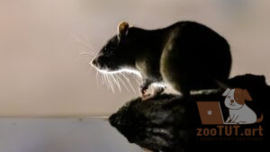 Могут ли крысы видеть в темноте