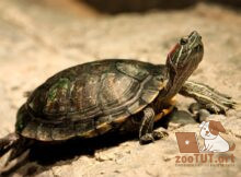 Как долго черепаха может обходиться без еды