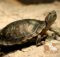 Как долго черепаха может обходиться без еды