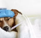 Может ли собака заразиться гриппом