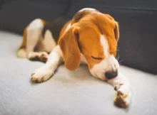 Пиодермия у собак: уход и лечение