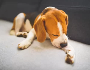 Пиодермия у собак: уход и лечение