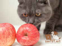 Можно ли давать кошкам яблоки
