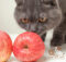 Можно ли давать кошкам яблоки