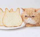 Можно ли давать кошке хлеб