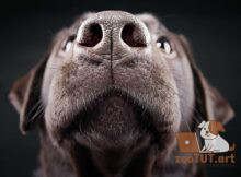 Почему нос у собаки мокрый